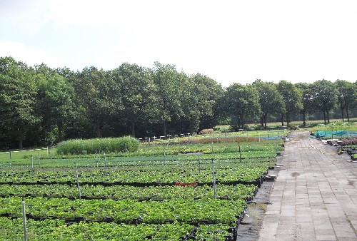 Kwekerij met jonge planten.